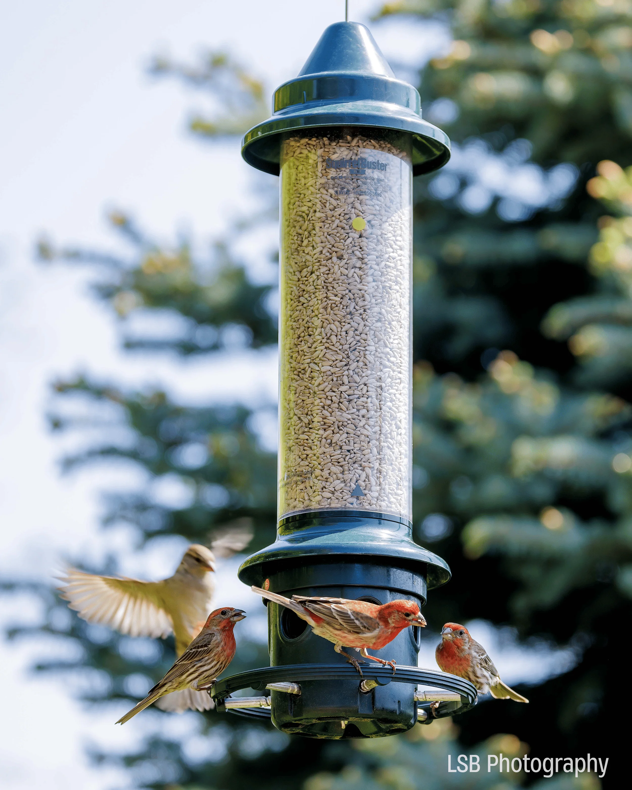 Squirrel Buster® Plus