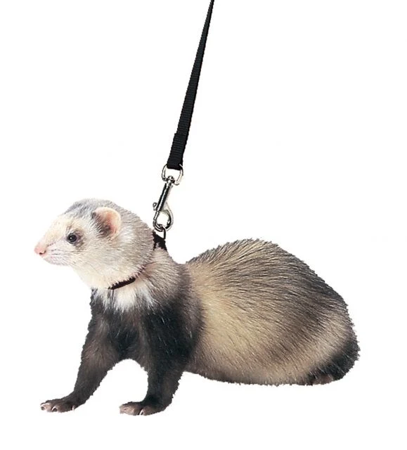 Marshall Pet Products - Ferret Harness and Lead